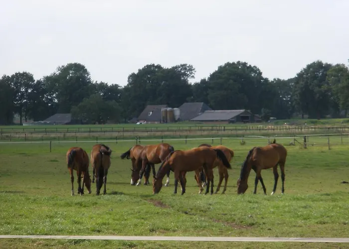 Campo de lujo Glampingtent 't Haller *